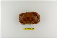 藏品(紅斑瓢蟹)的圖片